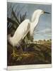 Snowy Heron or White Egret / Snowy Egret-John James Audubon-Mounted Premium Giclee Print