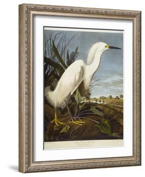 Snowy Heron or White Egret / Snowy Egret-John James Audubon-Framed Giclee Print