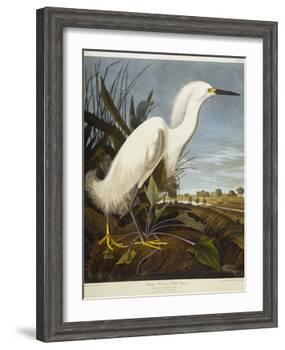 Snowy Heron or White Egret / Snowy Egret-John James Audubon-Framed Giclee Print