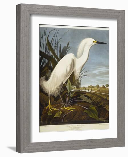 Snowy Heron or White Egret / Snowy Egret-John James Audubon-Framed Giclee Print