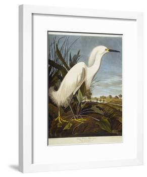 Snowy Heron or White Egret / Snowy Egret-John James Audubon-Framed Giclee Print