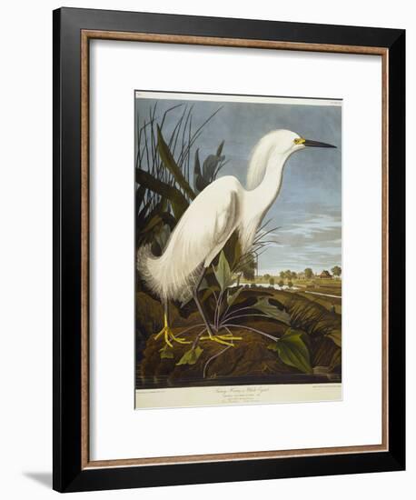 Snowy Heron or White Egret / Snowy Egret-John James Audubon-Framed Giclee Print