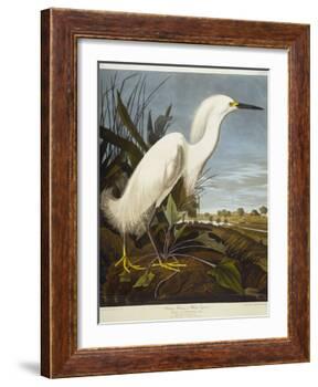 Snowy Heron or White Egret / Snowy Egret-John James Audubon-Framed Giclee Print