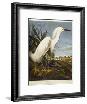 Snowy Heron or White Egret / Snowy Egret-John James Audubon-Framed Giclee Print