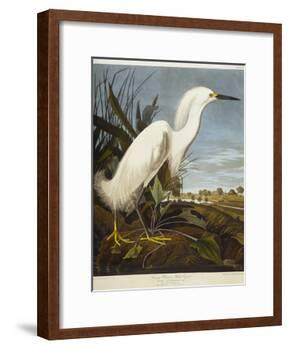 Snowy Heron or White Egret / Snowy Egret-John James Audubon-Framed Giclee Print