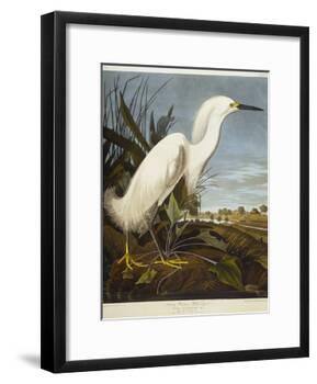 Snowy Heron or White Egret / Snowy Egret-John James Audubon-Framed Giclee Print