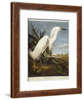 Snowy Heron or White Egret / Snowy Egret-John James Audubon-Framed Giclee Print