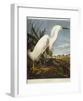 Snowy Heron or White Egret / Snowy Egret-John James Audubon-Framed Giclee Print