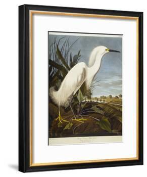 Snowy Heron or White Egret / Snowy Egret-John James Audubon-Framed Giclee Print