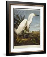 Snowy Heron or White Egret / Snowy Egret-John James Audubon-Framed Giclee Print