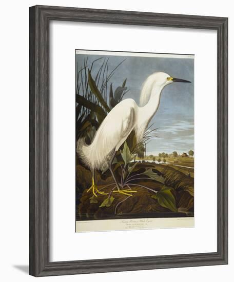 Snowy Heron or White Egret / Snowy Egret-John James Audubon-Framed Giclee Print