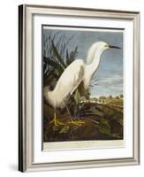 Snowy Heron or White Egret / Snowy Egret-John James Audubon-Framed Giclee Print
