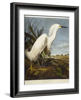 Snowy Heron or White Egret / Snowy Egret-John James Audubon-Framed Giclee Print