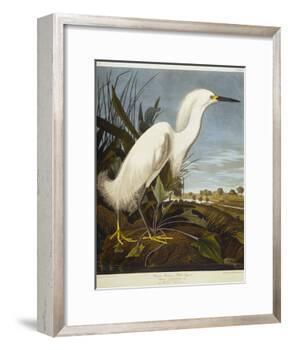 Snowy Heron or White Egret / Snowy Egret-John James Audubon-Framed Giclee Print