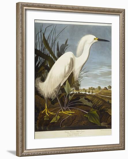 Snowy Heron or White Egret / Snowy Egret-John James Audubon-Framed Giclee Print