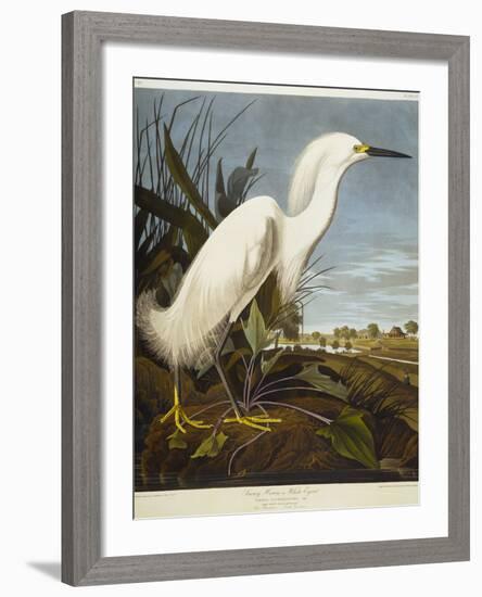 Snowy Heron or White Egret / Snowy Egret-John James Audubon-Framed Giclee Print