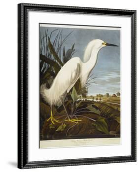 Snowy Heron or White Egret / Snowy Egret-John James Audubon-Framed Giclee Print