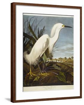 Snowy Heron or White Egret / Snowy Egret-John James Audubon-Framed Giclee Print