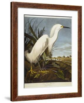 Snowy Heron or White Egret / Snowy Egret-John James Audubon-Framed Giclee Print