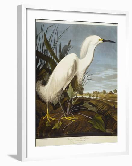 Snowy Heron or White Egret / Snowy Egret-John James Audubon-Framed Giclee Print