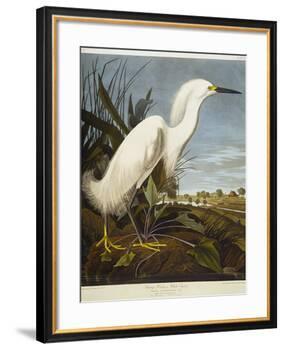 Snowy Heron or White Egret / Snowy Egret-John James Audubon-Framed Giclee Print