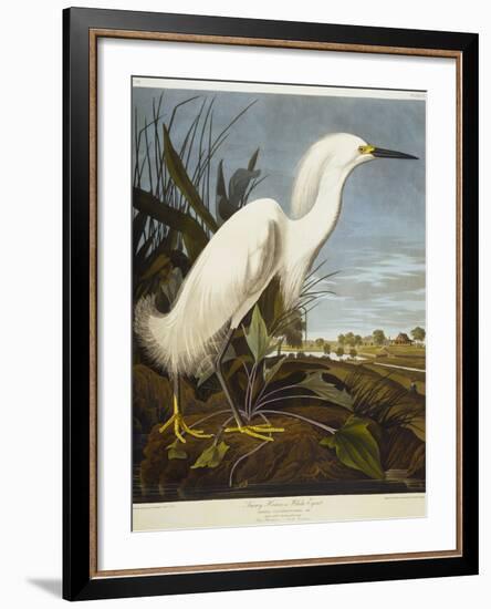 Snowy Heron or White Egret / Snowy Egret-John James Audubon-Framed Giclee Print