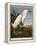 Snowy Heron or White Egret / Snowy Egret-John James Audubon-Framed Premier Image Canvas