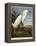 Snowy Heron or White Egret / Snowy Egret-John James Audubon-Framed Premier Image Canvas