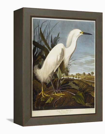 Snowy Heron or White Egret / Snowy Egret-John James Audubon-Framed Premier Image Canvas