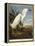 Snowy Heron or White Egret / Snowy Egret-John James Audubon-Framed Premier Image Canvas