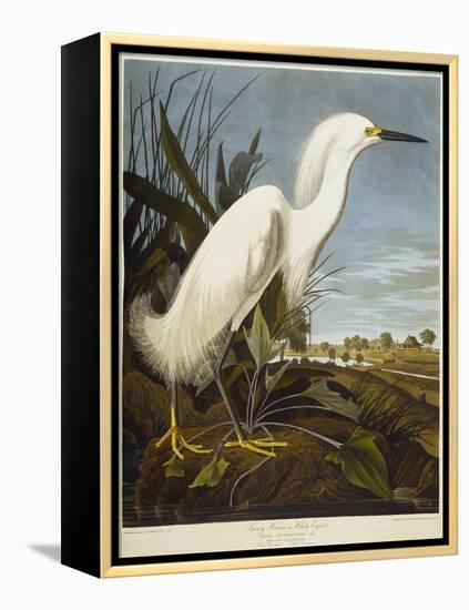 Snowy Heron or White Egret / Snowy Egret-John James Audubon-Framed Premier Image Canvas