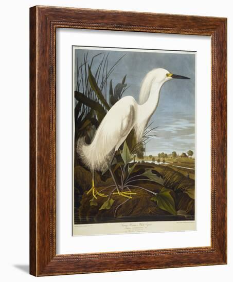 Snowy Heron or White Egret / Snowy Egret-John James Audubon-Framed Giclee Print