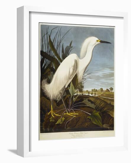 Snowy Heron or White Egret / Snowy Egret-John James Audubon-Framed Giclee Print