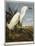 Snowy Heron or White Egret / Snowy Egret-John James Audubon-Mounted Giclee Print