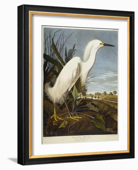 Snowy Heron or White Egret / Snowy Egret-John James Audubon-Framed Giclee Print