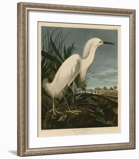 Snowy Heron or White Egret-John James Audubon-Framed Giclee Print