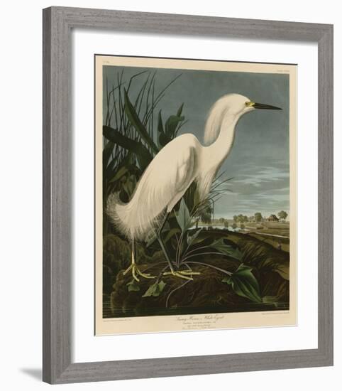 Snowy Heron or White Egret-John James Audubon-Framed Giclee Print