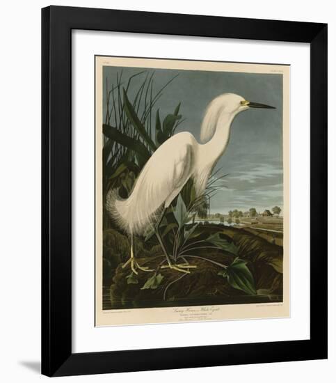 Snowy Heron or White Egret-John James Audubon-Framed Giclee Print