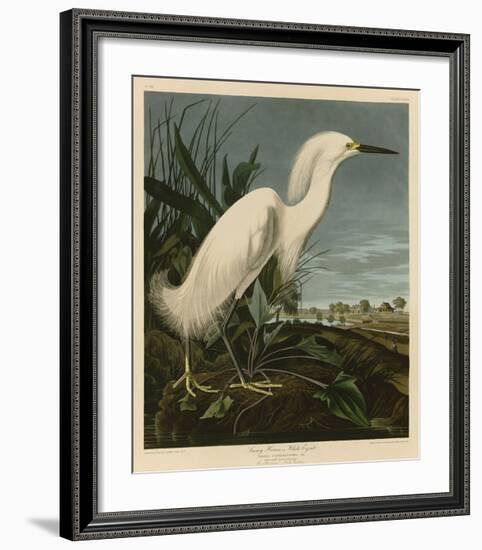 Snowy Heron or White Egret-John James Audubon-Framed Giclee Print