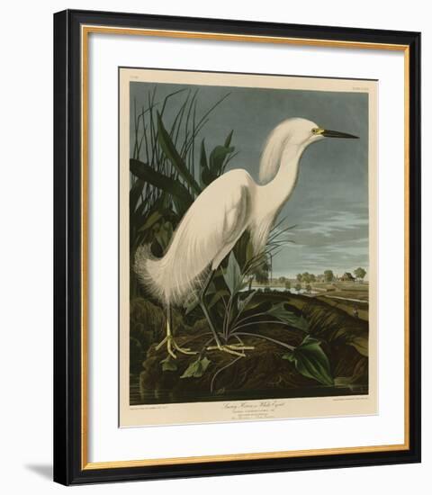 Snowy Heron or White Egret-John James Audubon-Framed Giclee Print