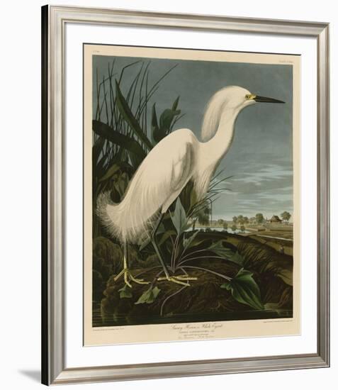 Snowy Heron or White Egret-John James Audubon-Framed Giclee Print