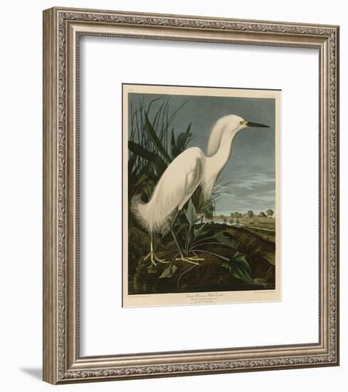 Snowy Heron or White Egret-John James Audubon-Framed Art Print