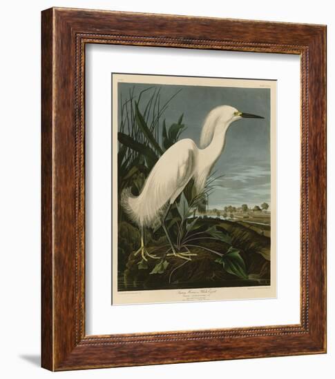 Snowy Heron or White Egret-John James Audubon-Framed Art Print