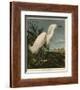 Snowy Heron or White Egret-John James Audubon-Framed Art Print