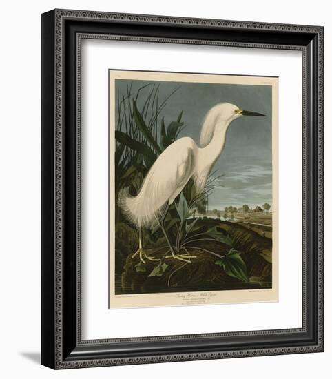 Snowy Heron or White Egret-John James Audubon-Framed Art Print