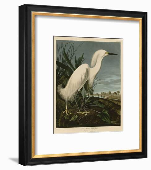 Snowy Heron or White Egret-John James Audubon-Framed Art Print