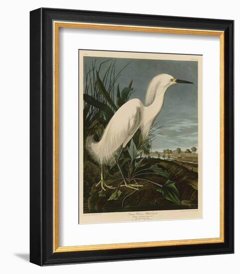 Snowy Heron or White Egret-John James Audubon-Framed Art Print