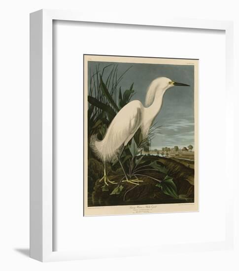 Snowy Heron or White Egret-John James Audubon-Framed Art Print