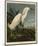 Snowy Heron or White Egret-John James Audubon-Mounted Art Print