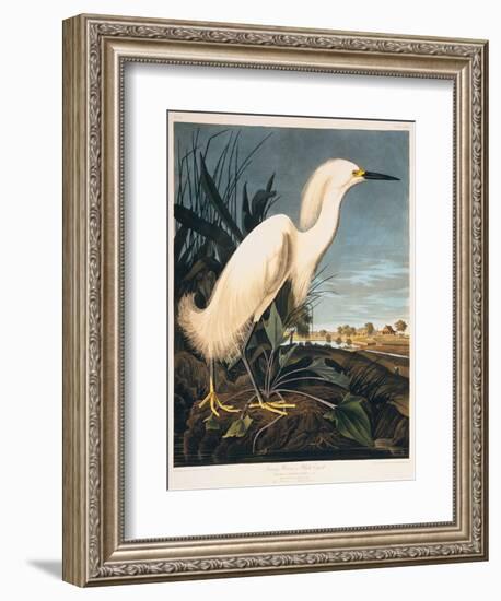 Snowy Heron or White Egret-Porter Design-Framed Giclee Print